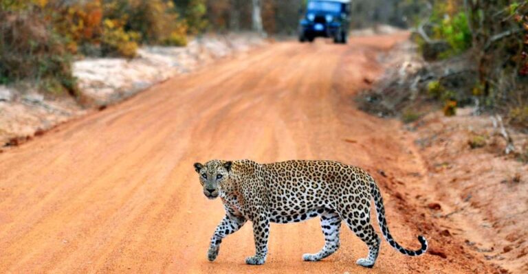 Half Day in Yala Safari