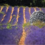 1 half day lavender road in sault from avignon Half Day Lavender Road in Sault From Avignon