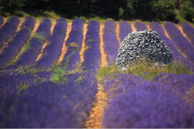 1 half day lavender road in sault from avignon Half Day Lavender Road in Sault From Avignon