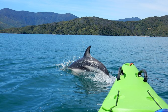 1 half day sea kayak guided tour from picton Half Day Sea Kayak Guided Tour From Picton