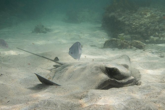 Half-Day Small-Group Beginner Diving Lesson, Goat Island  – Auckland