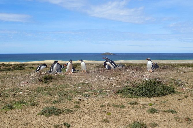 Half-Day Small-Group Penguin-Watching Tour, Falkland Islands