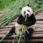 1 half day tour at chengdu panda breeding research base Half-Day Tour at Chengdu Panda Breeding Research Base