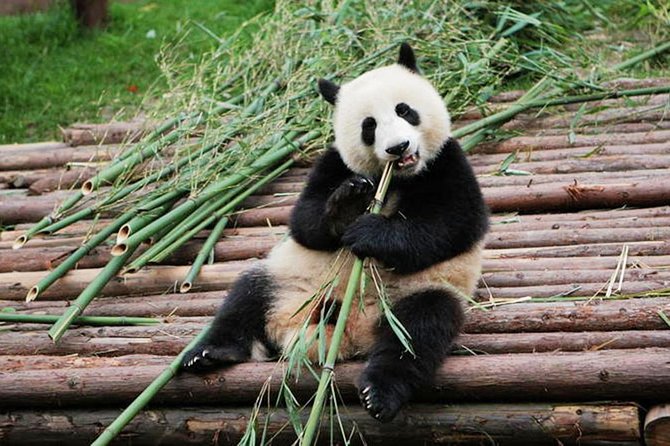 1 half day tour at chengdu panda breeding research base Half-Day Tour at Chengdu Panda Breeding Research Base