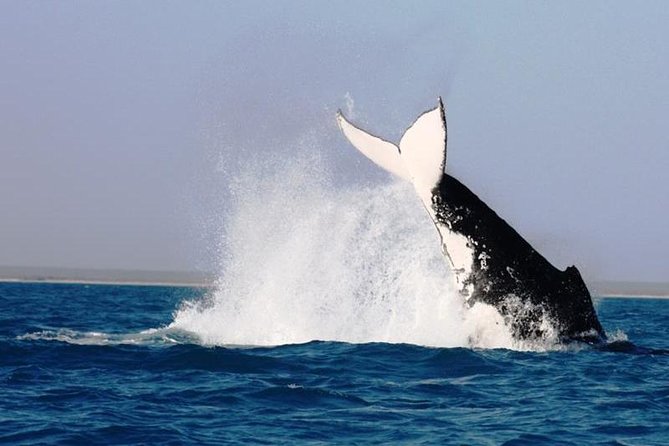 1 half day whale watching sunset cruise from broome Half-Day Whale Watching Sunset Cruise From Broome