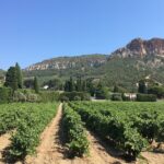 1 half day wine tour in bandol cassis from aix en provence Half Day Wine Tour in Bandol & Cassis From Aix En Provence