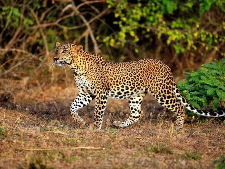 Hambantota Harbor: Private Yala Leopard Safari