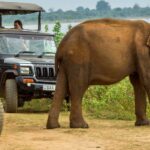 1 hambantota udawalawe and elephant transit home day trip Hambantota: Udawalawe and Elephant Transit Home Day Trip