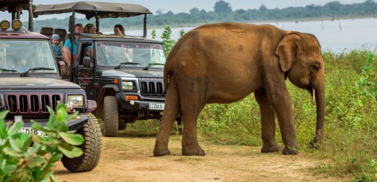 Hambantota: Udawalawe and Elephant Transit Home Day Trip