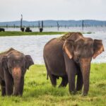 1 hambantota udawalawe safari and elephant transit home trip Hambantota: Udawalawe Safari and Elephant Transit Home Trip