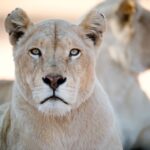 1 hartbeespoort lion and safari park tour Hartbeespoort: Lion and Safari Park Tour