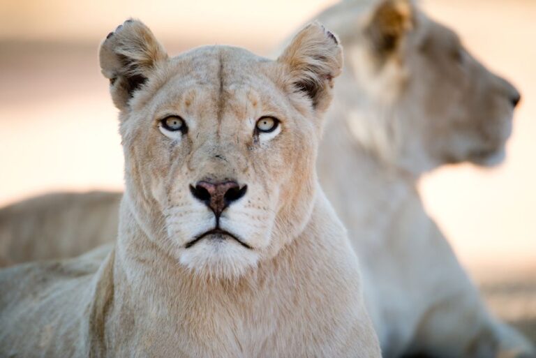 Hartbeespoort: Lion and Safari Park Tour