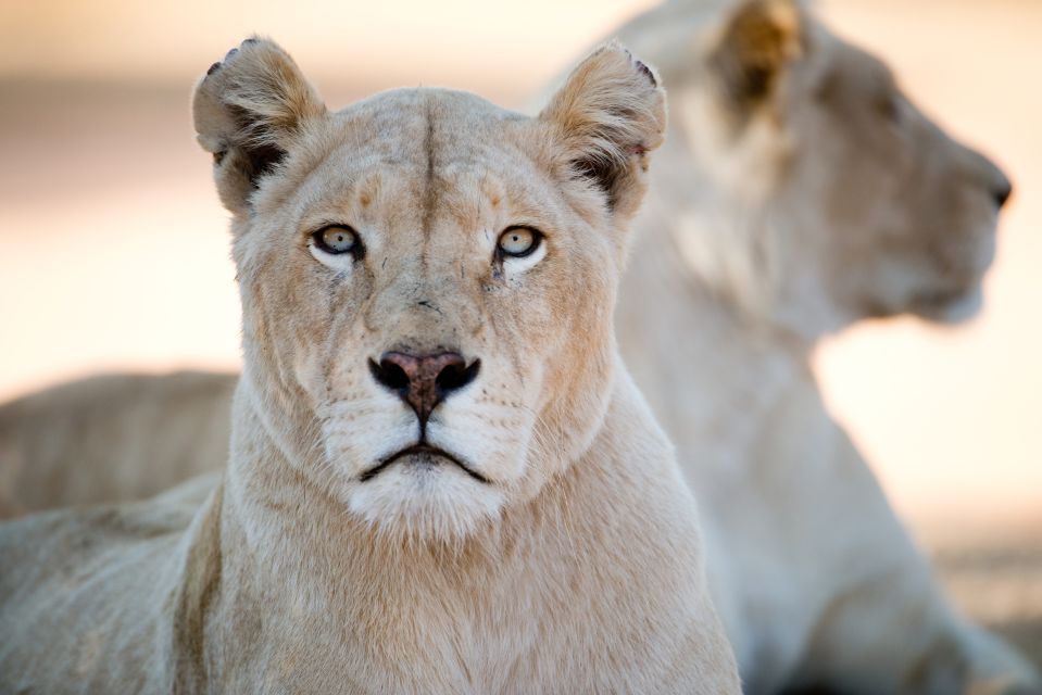 1 hartbeespoort lion and safari park tour Hartbeespoort: Lion and Safari Park Tour