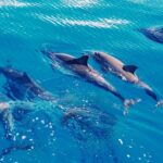 1 hawaii oahu dolphin and sea life swimming and snorkeling trip honolulu Hawaii: Oahu Dolphin and Sea Life Swimming and Snorkeling Trip - Honolulu