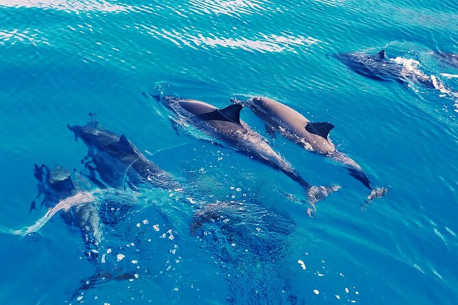 Hawaii: Oahu Dolphin and Sea Life Swimming and Snorkeling Trip  – Honolulu