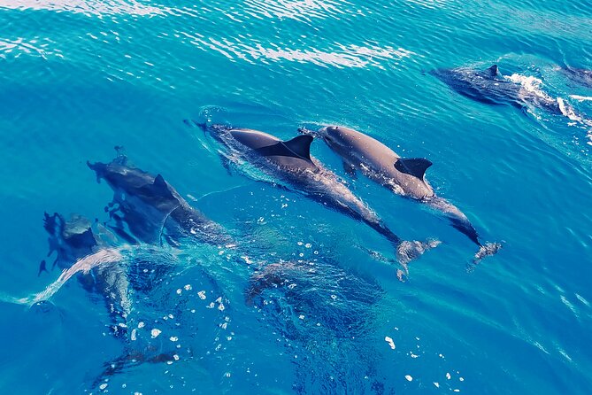 1 hawaii oahu dolphin and sea life swimming and snorkeling trip honolulu Hawaii: Oahu Dolphin and Sea Life Swimming and Snorkeling Trip - Honolulu