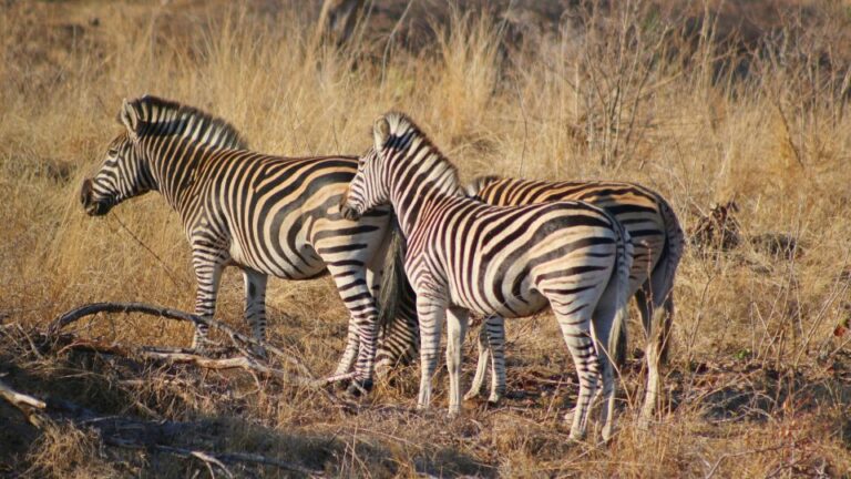 Hazyview: Private Full-Day Kruger Safari