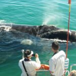 1 hermanus whale and dolphin watching boat trip Hermanus: Whale and Dolphin Watching Boat Trip