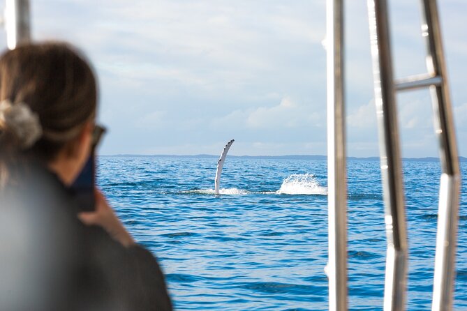 Hervey Bay: Half Day Whale Watching & Island Stop Tour