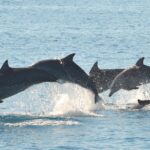 1 hervey bay to fraser island half day sail and dolphin watching mar Hervey Bay to Fraser Island Half-Day Sail and Dolphin Watching (Mar )