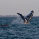 1 hervey bay ultimate whale watching cruise Hervey Bay Ultimate Whale Watching Cruise