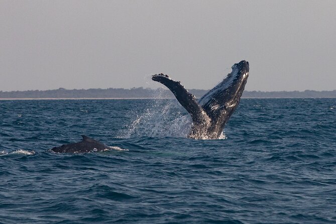 Hervey Bay Ultimate Whale Watching Cruise