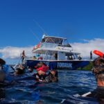 1 hervey bay whale swim and watch Hervey Bay Whale Swim and Watch
