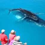 1 hervey bay whale watching cruise Hervey Bay Whale Watching Cruise