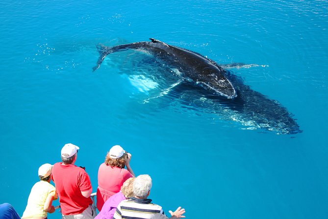 1 hervey bay whale watching cruise Hervey Bay Whale Watching Cruise