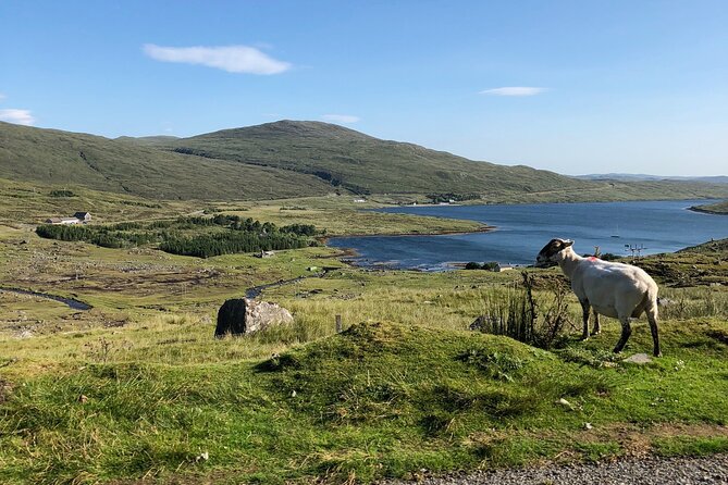 Hidden Gems of the Highlands: A Tranquil Private Guided Day Tour