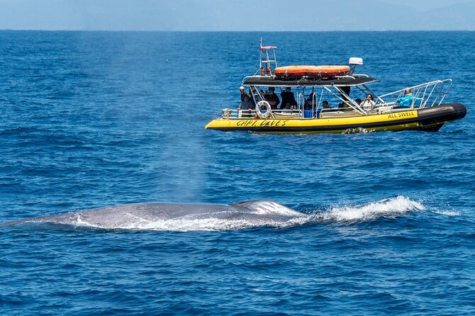 High Speed Zodiac Whale Watching Safari From Dana Point