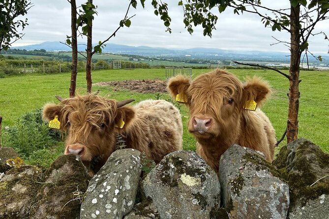 Highland Cows, Walk Alpacas & Scottish Wildlife Center From Edin