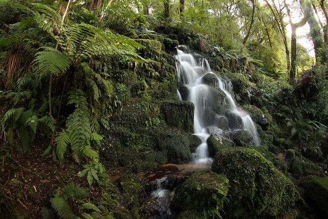 Hike New Zealands Finest Forest – Whirinaki Forest