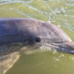 1 hilton head dolphin tour with stop at disappearing island Hilton Head Dolphin Tour With Stop at Disappearing Island