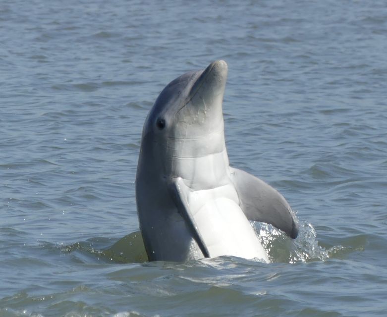 1 hilton head island dolphin and nature tour Hilton Head Island: Dolphin and Nature Tour