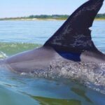 1 hilton head island dolphin boat cruise Hilton Head Island Dolphin Boat Cruise