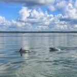 1 hilton head island private dolphin watching boat tour Hilton Head Island: Private Dolphin Watching Boat Tour