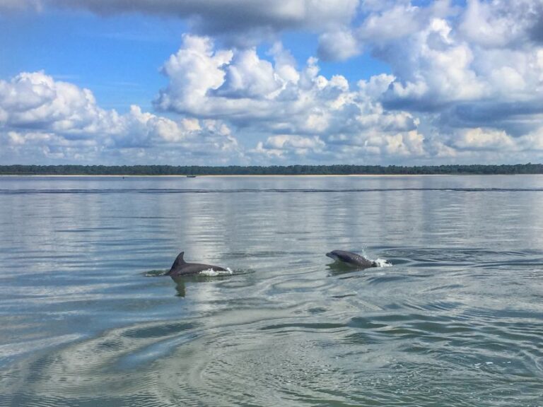 Hilton Head Island: Private Dolphin Watching Boat Tour