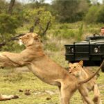 1 hluhluwe imfolozi day tour 4x4 game drive from durban Hluhluwe Imfolozi Day Tour 4x4 Game Drive - From Durban
