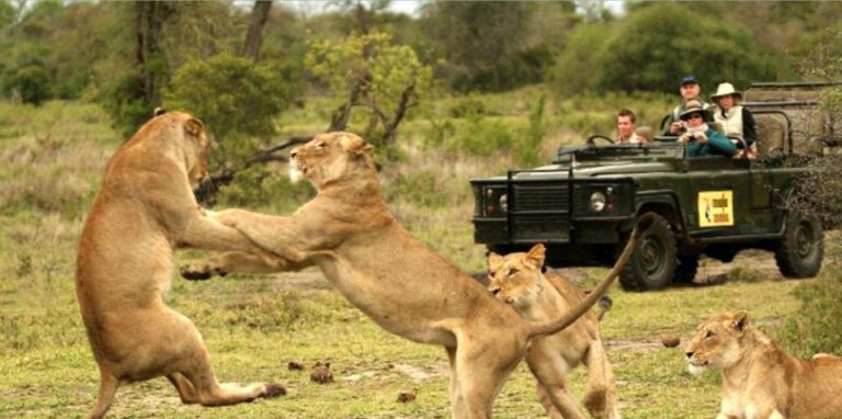 Hluhluwe Imfolozi Day Tour 4×4 Game Drive – From Durban