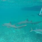 1 hol chan marine park and shark ray alley snorkeling Hol Chan Marine Park and Shark Ray Alley Snorkeling