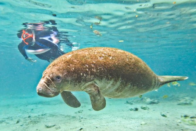 Homosassa Springs and Manatee Snorkeling Experience, Orlando