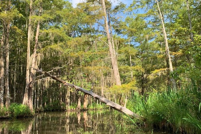 Honey Island Swamp Boat Tour