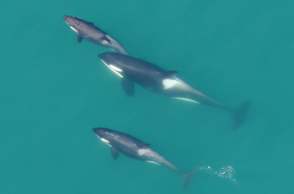 1 hoonah icy strait whale watch with drone filmography Hoonah: Icy Strait Whale Watch With Drone Filmography