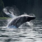 1 hoonah whale watching cruise Hoonah Whale-Watching Cruise