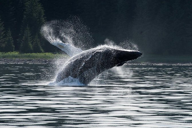 Hoonah Whale-Watching Cruise