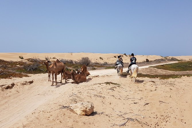Horse Ride on the Beach in Essaouira