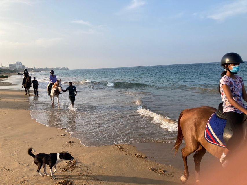 1 horse riding in mount lavinia Horse Riding in Mount Lavinia