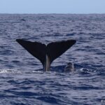 1 horta whale and dolphin watching expedition Horta: Whale and Dolphin Watching Expedition