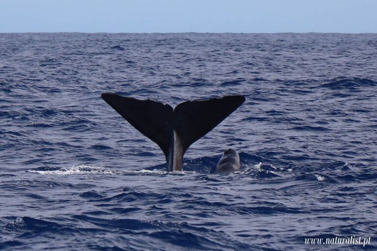 Horta: Whale and Dolphin Watching Expedition